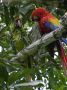 CR - 57 * Great Green and Scarlet Macaws (pets)